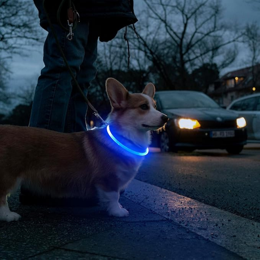 Collares Luz Led